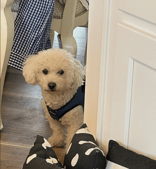 Friday Musings: yoga spray demo with my mom & Willie - 8 Elephants by Molly