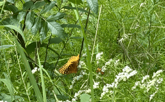 When is natural better? - 8 Elephants by Molly