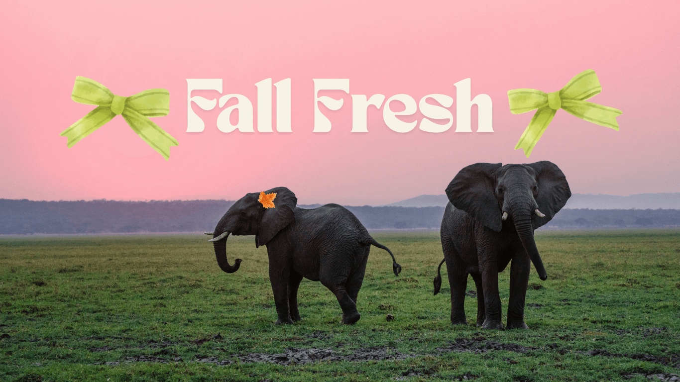 Cozy Season Blend: Pumpkin Spice Single Serve Mini - 8 Elephants by Molly