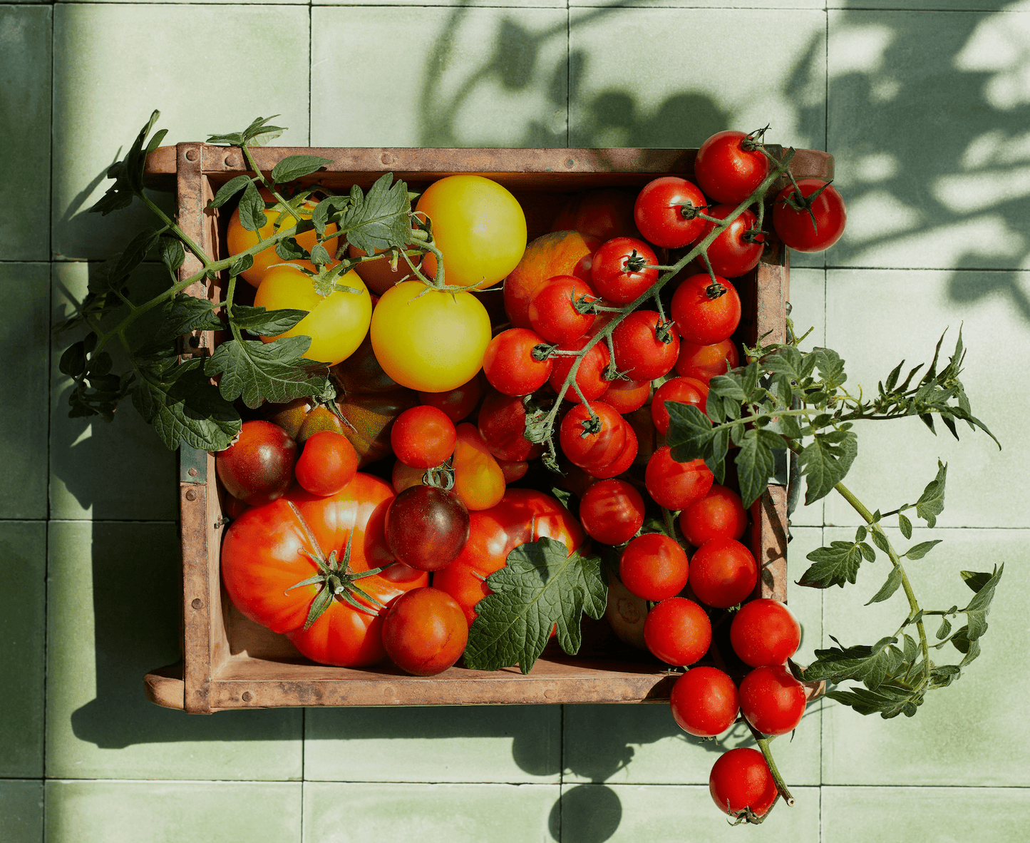 Garden Goodness: Tomato & Rhassoul Clay Purifying Scrub - 8 Elephants by Molly