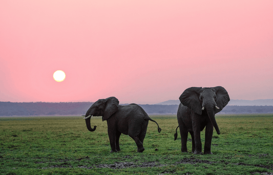 A Moment of Calm for Moms - 8 Elephants by Molly