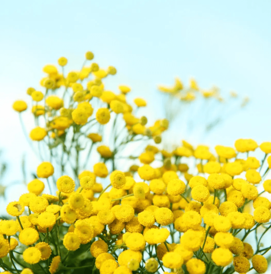 The Midnight Calm: Why Blue Tansy is the Ultimate Restoration Ritual - 8 Elephants by Molly