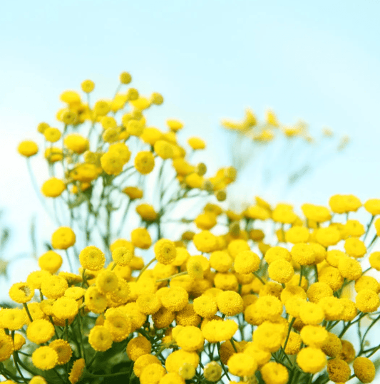 The Midnight Calm: Why Blue Tansy is the Ultimate Restoration Ritual - 8 Elephants by Molly