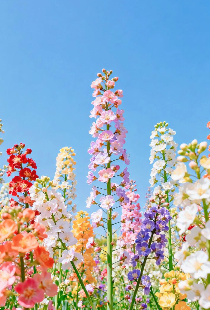 Colorful flowers against a clear blue sky