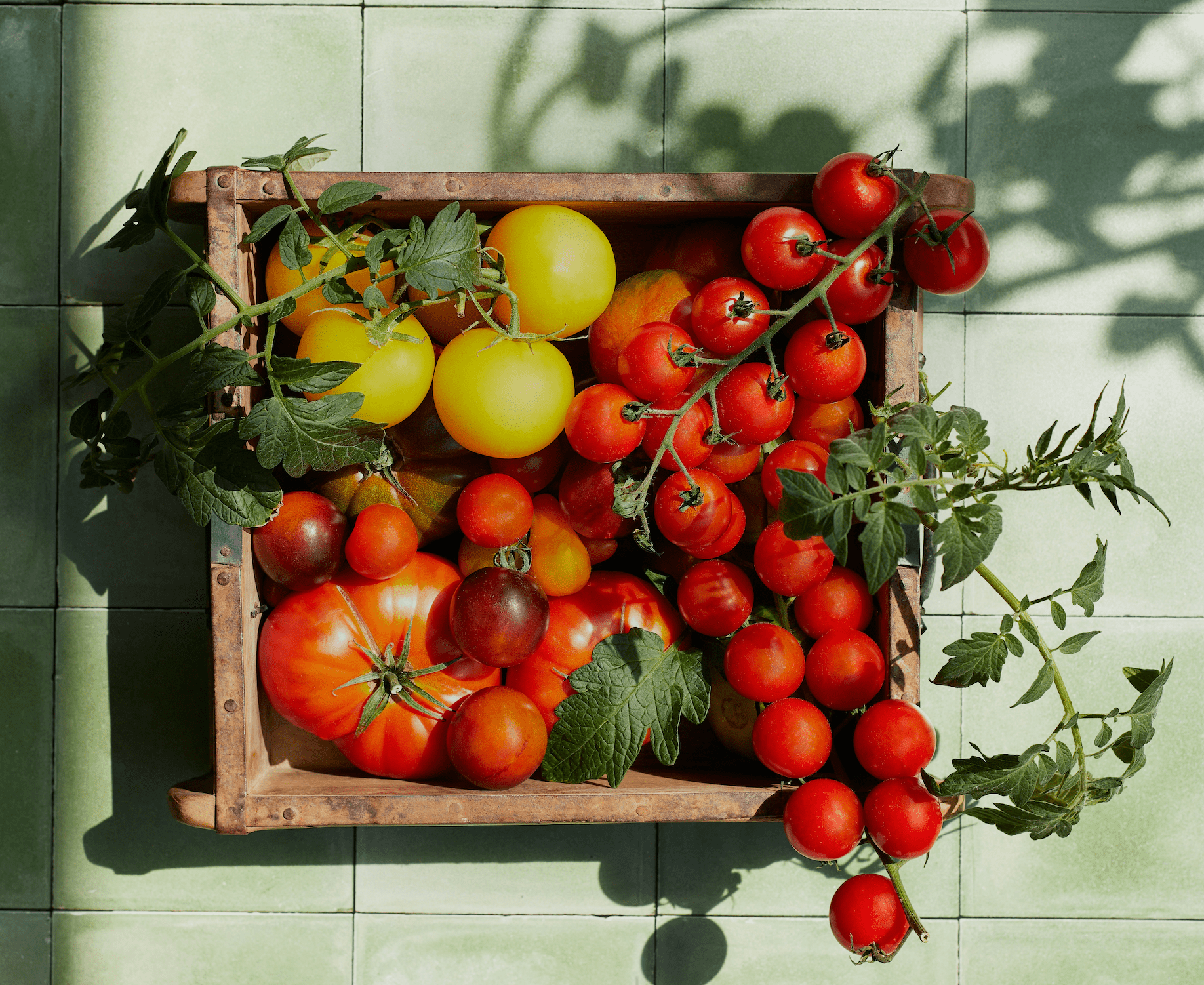 Garden Goodness: Tomato & Rhassoul Clay Purifying Scrub - 8 Elephants by Molly